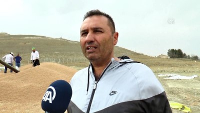 Çiftçiler, alternatif yem 'tritikale'yi sevdi - SİVAS 