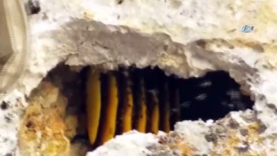 organik bal -  Dağları dolaşıp, kayaları parçalayarak firari arılardan bal topluyor  Videosu