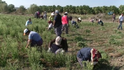  Düşen Rus uçağı, ona para olarak geri döndü 