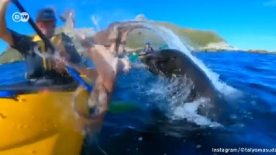 Fok kanocuya ahtapotla tokat atarsa 