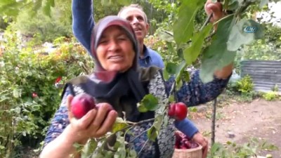 hanli -  İçi de dışı gibi kırmızı elmaya coğrafi işaret çalışmaları  Videosu