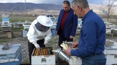 bal arisi -  'Japon' eşek arıları 12 milyon arıyı telef etti  Videosu