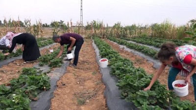 Muş ekonomisine 'çilek' etkisi 