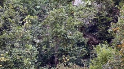 Rize'de ayı ve yavrusu görüntülendi
