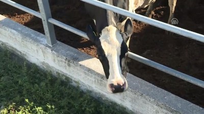 sut uretimi - 'Türkiye'nin yurt dışından süte ihtiyacı yok' - BURSA  Videosu