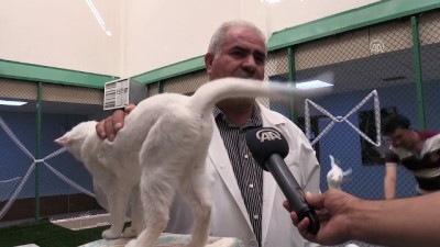 Van kedisi annesiz yavrulara 'anne' oldu - VAN 