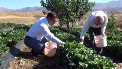 kirac -  Yediveren çileği, çiftçinin umudu oldu  Videosu