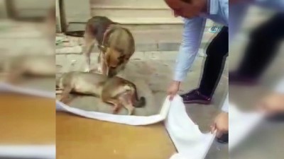 hayvan severler -  Anne köpeğin yavrusu için verdiği çaba kamerada  Videosu