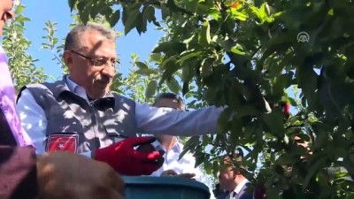 Cumhurbaşkanı Yardımcısı Fuat Oktay meyve bahçesinde - YOZGAT 