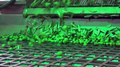bayram havasi - Erken hasat zeytinyağı 22 liradan sofralarda - BALIKESİR  Videosu