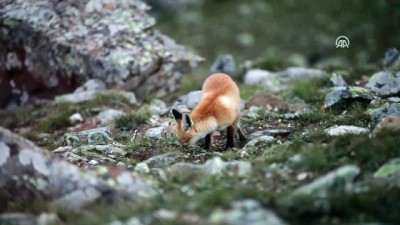 Kaçkar Dağları Mili Parkında kızıl tilki görüntülendi - RİZE 