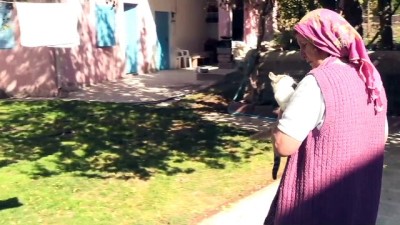 hayvan sevgisi - Köyün kaderine terk edilen kedilerine annelik yapıyor - YOZGAT  Videosu