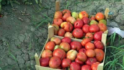  Süper domates hasadı devam ediyor 