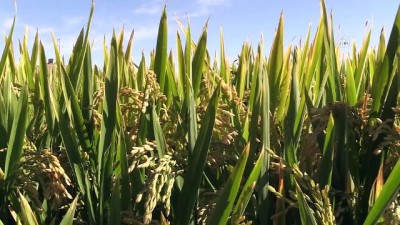 Üretici çeltik veriminden memnun - KIRIKKALE 