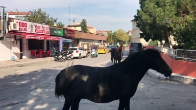 Edirne'de kent merkezindeki sahipsiz atlar 