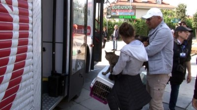 sokak kedisi -  İBB Vetbüs Çekmeköy’de hayvanları sağlık taramasından geçirdi  Videosu