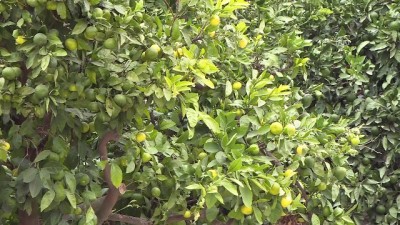 Mandalinada yüksek verim sevinci - İZMİR 