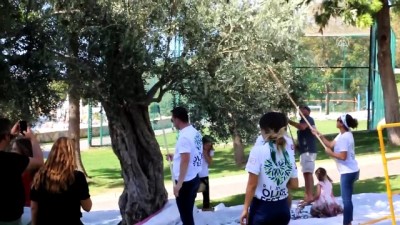 zeytin agaci - Muğla'da 3. Zeytin Hasadı etkinliği Videosu