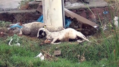  Trafo direğinin altında otlayan koyunlar elektrik akımına kapılarak telef oldu