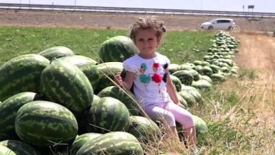 Muş'ta geç ekilen karpuzun hasadına başlandı 