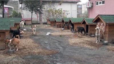 Ordu'da bin 970 köpek sahiplendirildi - ORDU