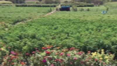  Ankara'nın meşhur Ayaş domatesini aşırı yağışlar vurdu 