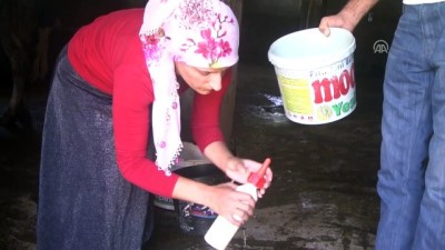 buyukbas hayvan - Buzağıları biberonla besliyor - MUŞ  Videosu