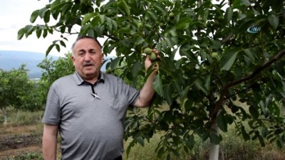  Dağı taşı ceviz fidanı ile doldurdu 