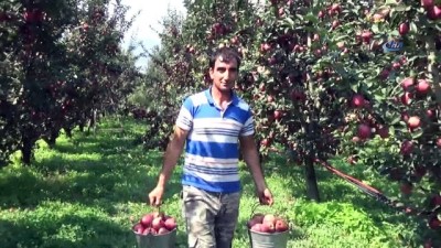 tarim arazisi -  Edebey'de elma hasadı başladı  Videosu