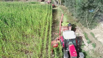 hayvancilik -  Mısır para etmeyince, ineklere yem oldu  Videosu