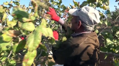genc kizlar -  Siirt fıstığında yılın ilk hasadı başladı  Videosu