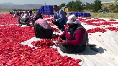 ege bolgesi -  Tonlarca domates, kurutulup dünyaya satılıyor  Videosu