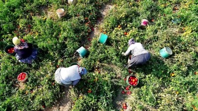yerli uretim -  Fırsatçılar domatese de 'salça' oldu  Videosu