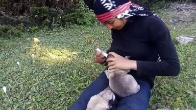 keci yavrusu -  Rizeli Hamdu Sena annesiz kalan 4 minik köpeğe anne oldu  Videosu