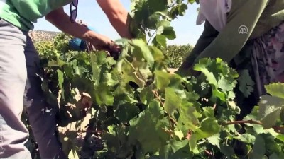 kuruyemis - Toroslar'ın üzümü kuruyemişçilerin gözdesi - KARAMAN  Videosu