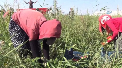 erimli -  Gevaş’ta muz üretilecek  Videosu