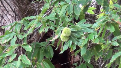 uzun omur -  Tarihin sessiz tanığı...1000 yıllık kestane ağacı turistlerin gözdesi oldu  Videosu