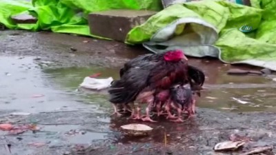balik pazari -  - Yavrularını yağmurdan koruyan tavuk fenomen oldu
- Kanatlarını şemsiye gibi açarak yavrularını sağanak yağıştan koruyan tavuk ilgi odağı haline geldi  Videosu