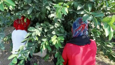 market - Çukurova'da limon verimi çiftçiyi mutlu etti - ADANA  Videosu