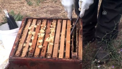 kara kovan bali - Muş'ta bal üretimi  Videosu