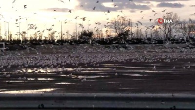  Binlerce Martı Rüzgar Nedeniyle Otoparka Sığındı 