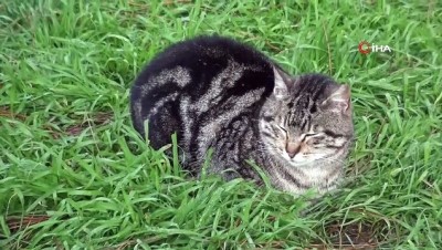  Bu kediler villalarda sobanın başında kışın tadını çıkarıyor 
