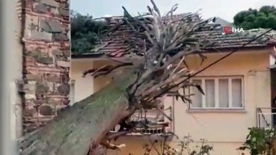 yildirim dustu -  Devrilen anıt ağaç evin çatısını yıktı  Videosu