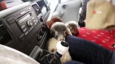  Donmak üzere olan koyunlar kurtarıldı 