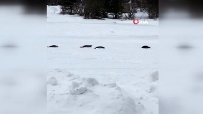 fok baligi - Kanada’da Körfeze Giden Sular Dondu, Foklar Mahsur Kaldı  Videosu