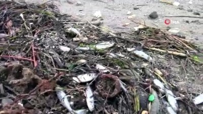  Karaya vuran gümüş balığı sürüsü martılara yem oldu 