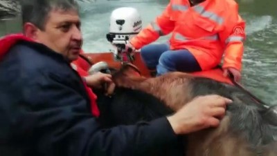 Kayalıklarda mahsur kalan keçiler kurtarıldı - KAHRAMANMARAŞ 