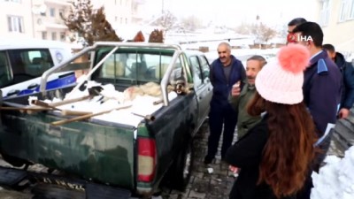  Köylüler tarafından yakalanan kurt, Kaymakam Kaçmaz’ın girişimleriyle doğaya geri bırakıldı 