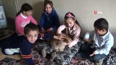  Minik buzağıyı kucağında sallayıp, biberonla besliyor 