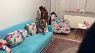  Narkotik köpeği 'Zeyna’ 72 kilo eroini böyle buldu 